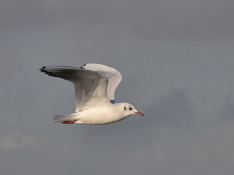 Gabbiano comune  - Larus ridibundus